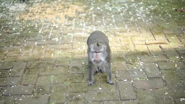 Singe Balinais Longue Queue Forêt Singes Sacrés Bali Indonésie — Video