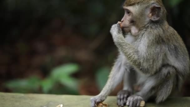 Singe Balinais Longue Queue Forêt Sacrée Singe Bali Indonésie Grignotant — Video