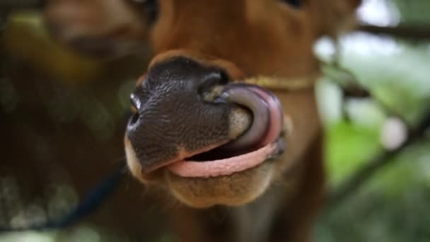 慢动作的手拿着一只褐色母牛的照片 用长舌舔它的鼻子 小牛犊的鼻子上有一根绳子 — 图库视频影像