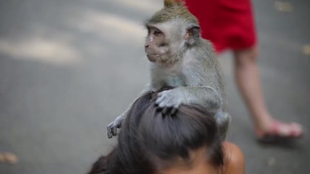 インドネシアのバリの神聖な猿の森でバリの長い尾の猿は いくつかの食べ物を手に入れたいと思っている観光客の頭の上にジャンプして登ります — ストック動画