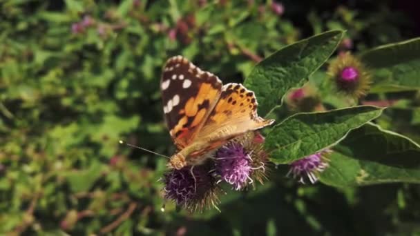 Målad Lady Fjäril Del Familjen Nymphalids Livnär Sig Buddleia Blomma — Stockvideo