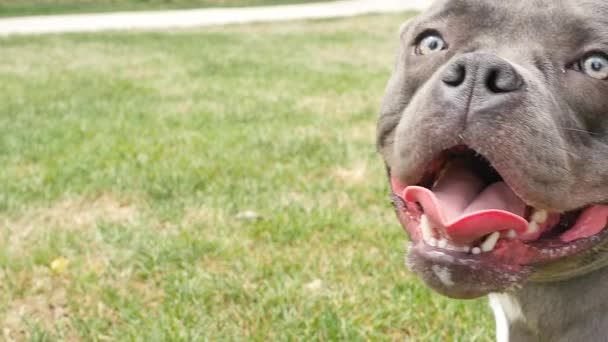 Großer Lächelnder Hund Hechelt Und Zwinkert — Stockvideo