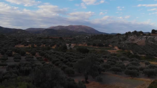 Aerial Drone Stijgt Boven Olijfboomplantage Berg Achtergrond — Stockvideo