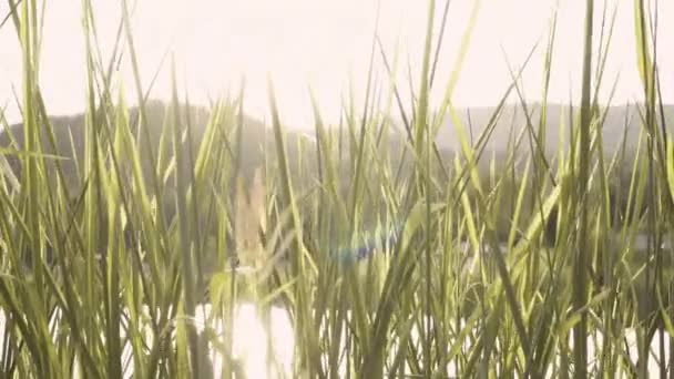 平静的草甸落日 山和湖 色调温暖 — 图库视频影像