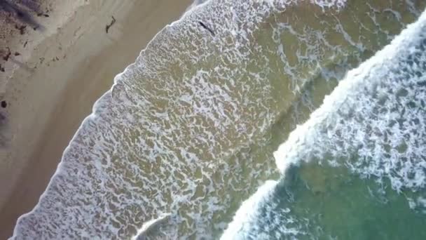 Зростаючі Безпілотні Кадри Чорного Собаку Біжить Хвилями Пляжі Інверлох Вікторія — стокове відео