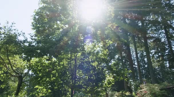 Idős Ember Sétál Kertben Fák Növények Napkitörés Döntse — Stock videók