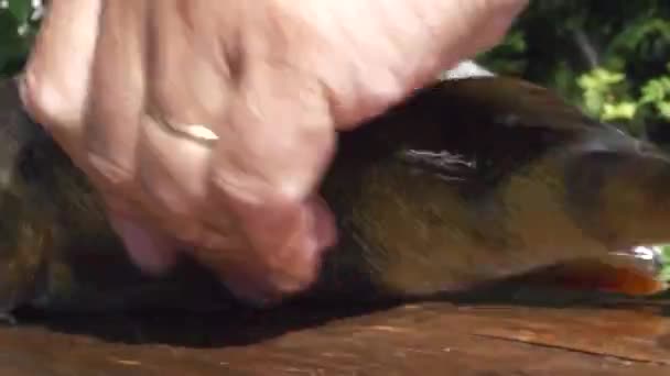 Taze Balık Doğada Fileto Bıçağıyla Kesilmiş Sığ Bir Alan Derinliği — Stok video