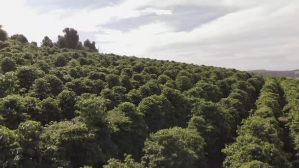 Imagens Aéreas Drones Sobre Plantação Café — Vídeo de Stock