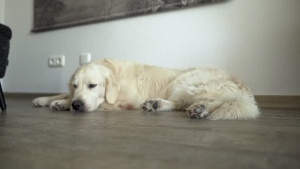 足の上に頭を置いて地面に寝そべっている白い犬の終わり遅いパンで疲れているように見えます — ストック動画