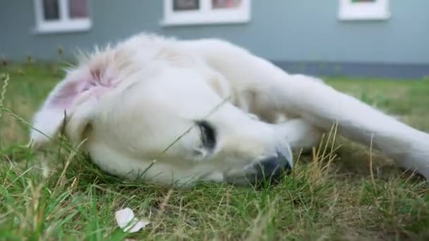 Close Cão Branco Rolando Costas Grama Mastigar Algo — Vídeo de Stock