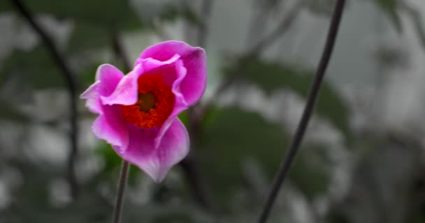 Delicada Hermosa Flor Rosa Balanceándose Suavemente Slo — Vídeo de stock
