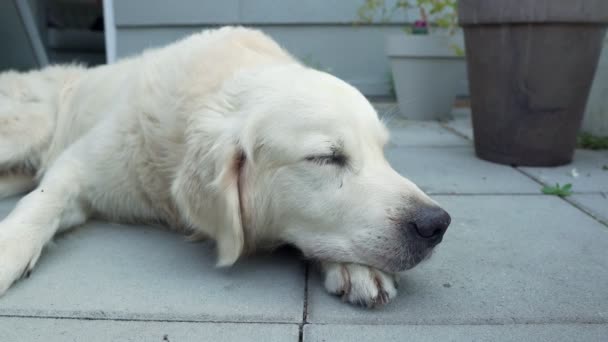 Närbild Vit Hund Ligger Marken Utanför Med Huvudet Tassen Ser — Stockvideo