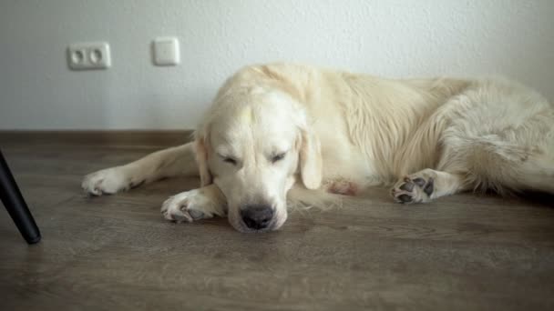 白い犬が地面の上に寝そべっているのを閉じて 頭は疲れているように見えます — ストック動画