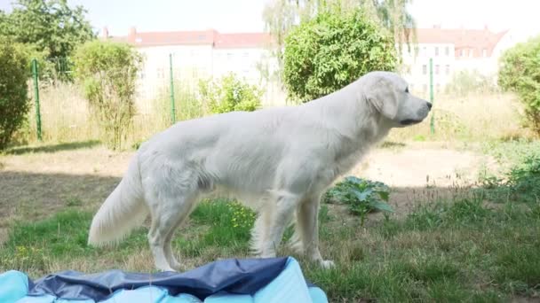 Белая Собака Прогуливается Траве Заднем Дворе Забором Солнечными Домами Заднем — стоковое видео