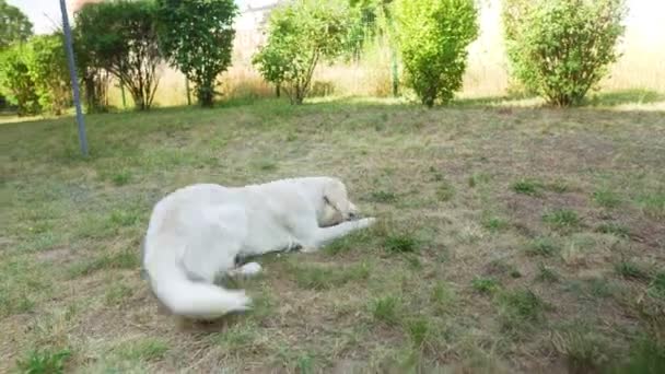 Hvid Hund Leger Med Legetøj Græsset – Stock-video