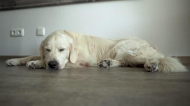 Close Cão Branco Deitado Chão Para Dentro Com Cabeça Pata — Vídeo de Stock