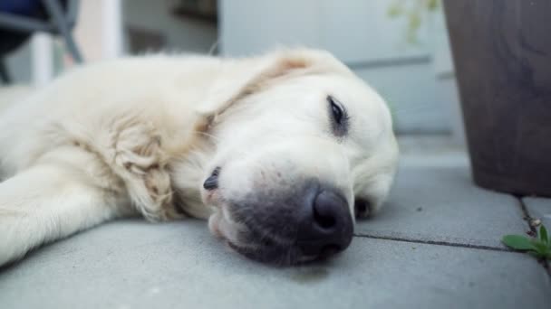 白い犬が横に頭を置いて外に寝そべっている — ストック動画