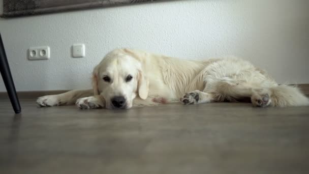 足の上に頭を置いて地面に寝そべっている白い犬の終わり遅いパンで疲れているように見えます — ストック動画