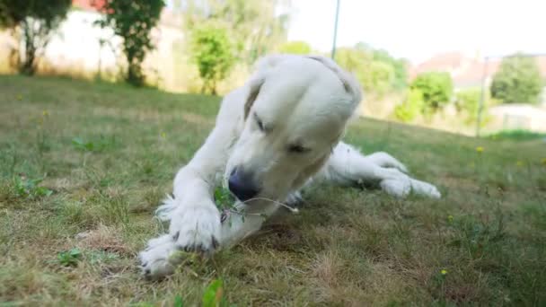 Close Cão Branco Deitado Grama Mastigar Algo — Vídeo de Stock