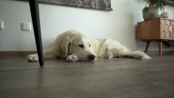 白い犬が地面の上に寝そべっているのを閉じて 頭は疲れているように見えます — ストック動画