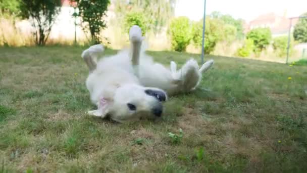 Close White Dog Rolling Its Back Grass Chewing Something — Stock Video
