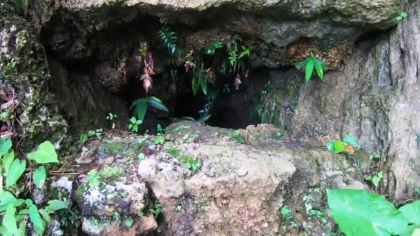 Mystisk Liten Grotta Gömd Trädgård Panorering Vänster För Att Logga — Stockvideo