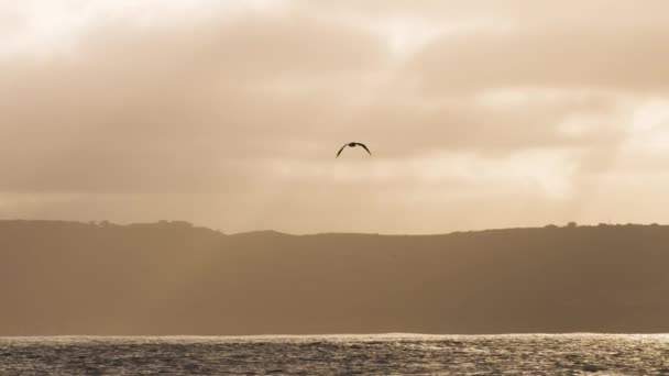 Камера Следит Seagull Пролетающим Над Волнами Медленном Движении Coronado Калифорния — стоковое видео