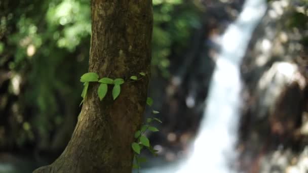 Lambat Motion Shot Seseorang Meluncur Bawah Air Terjun Alami Air — Stok Video