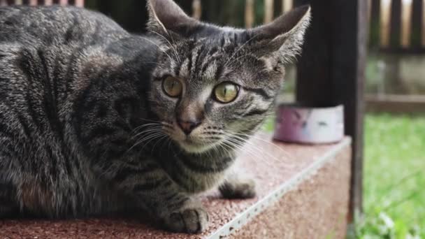 Gatto Curioso Del Bengala Che Guarda Intorno — Video Stock