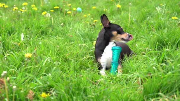 Malý Roztomilý Španělský Pes Žvýkání Hračka Hrát Jasně Zelené Trávě — Stock video