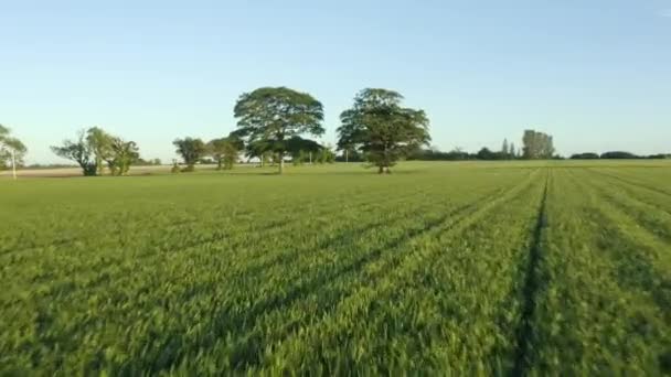 Aerial Fly Two Trees Irish Fields — Stock Video