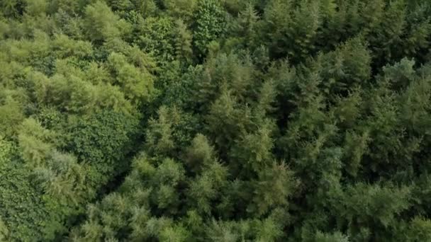 Aerial Revelar Imagens Fronteira Irlandesa Com Irlanda Norte Esquerda Warrenpoint — Vídeo de Stock