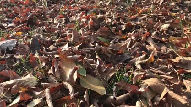 公园内覆盖着干枯秋叶的地面 — 图库视频影像