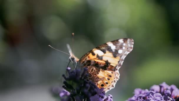 Schmetterling Sitzt Auf Schmetterlingsstrauch Buddleja Und Trinkt Nektar Aus Blumen — Stockvideo