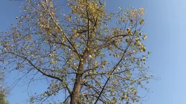 Knipperende Herfstbladeren Van Een Boom Het Park Een Winderige Dag — Stockvideo