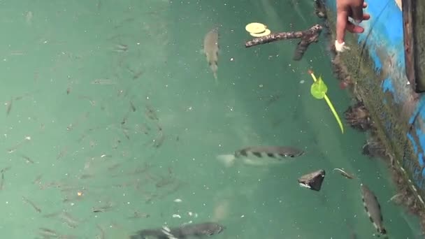 人类指尖上的食物吸引了许多鱼 但只是跳出来抢食物 — 图库视频影像