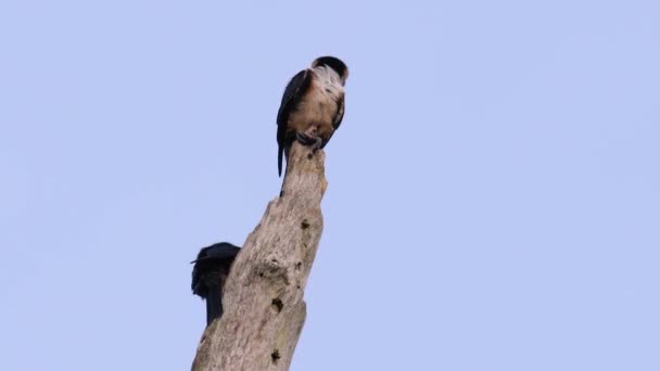 Zwartkopvalkiet Een Van Kleinste Roofvogels Die Sommige Landen Azië Bossen — Stockvideo