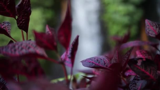 인도네시아 밀림에 아름다운 반누와 폭포중 활기넘치는 자주색 천천히 — 비디오