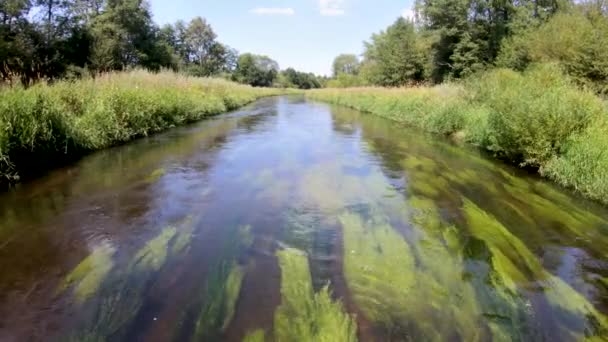 Дрейфуя Вперед Реке Чехии Красочными Водными Растениями Водой Растительностью Обоих — стоковое видео