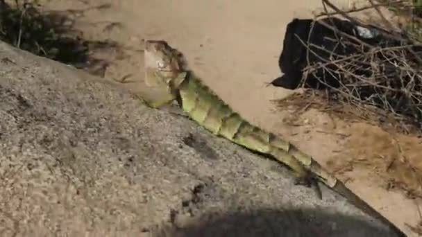 Iguana Marche Sur Rocher Dans Une Plage Des Caraïbes — Video