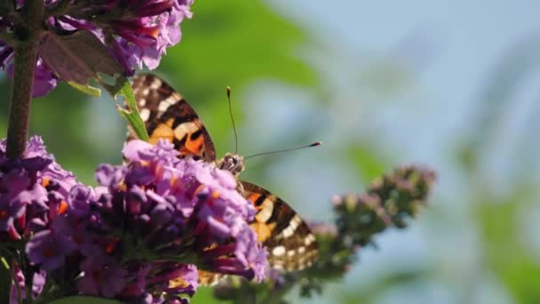 Schmetterling Sitzt Auf Schmetterlingsstrauch Buddleja Und Trinkt Nektar Aus Blumen — Stockvideo