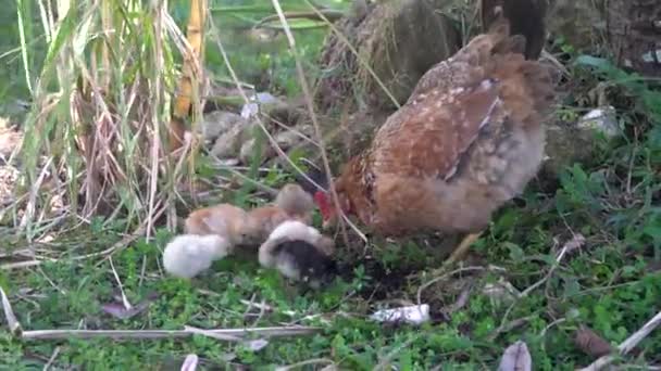 Курица Мать Цыплята Царапаются Клюют Ферме Ранчо — стоковое видео