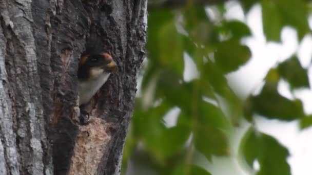 Sokol Černý Jedním Nejmenších Dravých Ptáků Lesích Některých Asijských Zemích — Stock video