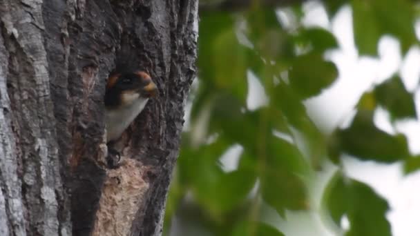 Falconet Muslo Negro Una Las Aves Rapiña Más Pequeñas Que — Vídeo de stock