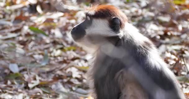 Red Crowned Mangabey Captivity Looks Gets Finds Another Place Sit — Stock Video