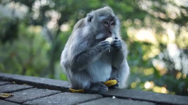 Pomalý Pohyb Ruční Záběr Jedné Krásných Balijských Dlouhoocasých Opic Bali — Stock video