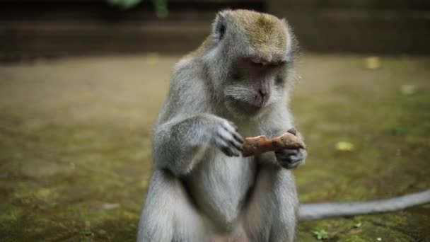 スローモーションインドネシアのバリにある聖なる猿の森で 美しいバリのロングテールの猿のショットを開催しました サルたちは観光客によってピーナッツとバナナを食べられている — ストック動画