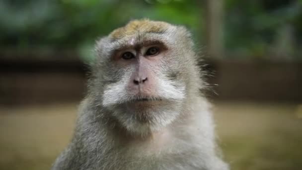 Slow Motion Handheld Shot One Beautiful Balinese Long Tailed Monkeys — Stock Video