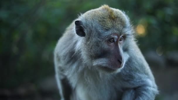 スローモーションインドネシアのバリで美しいバリのロングテールの猿の一人のショットを開催しました サルたちは観光客がピーナッツとバナナを食べるのを待っている — ストック動画