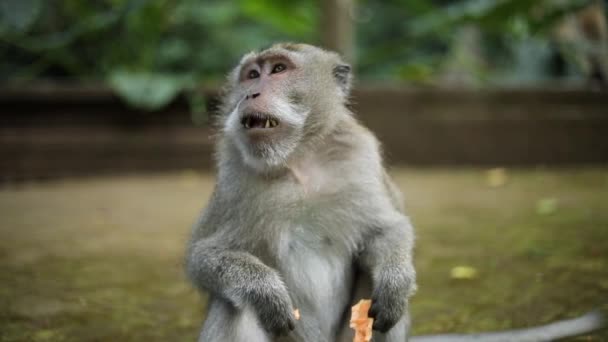 スローモーションインドネシアのバリにある聖なる猿の森で 美しいバリのロングテールの猿のショットを開催しました サルたちは観光客によってピーナッツとバナナを食べられている — ストック動画